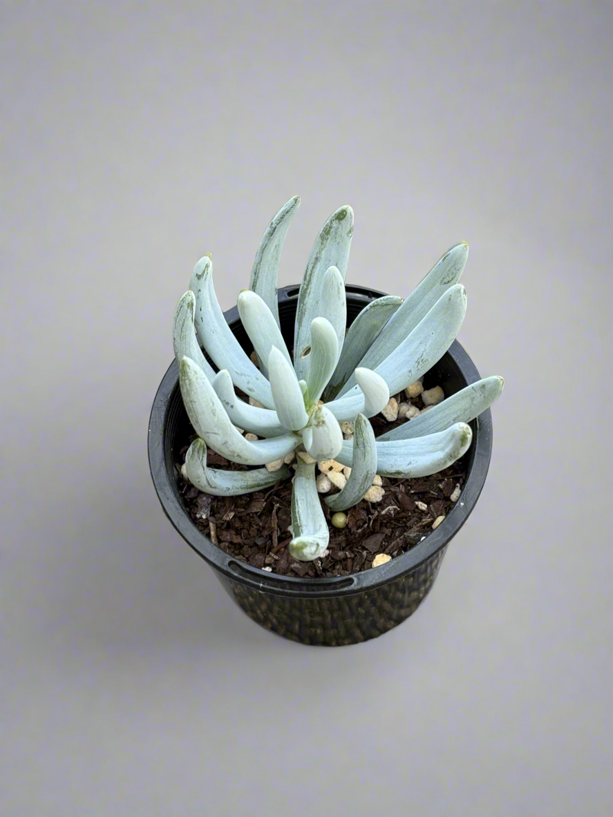 Senecio Dwarf Blue Sticks