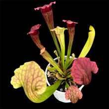 Load image into Gallery viewer, Sarracenia Pitcher Plant hybrid
