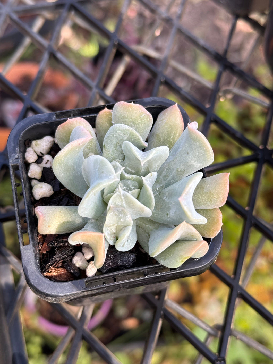 Echeveria Topsy Turvy