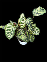 Load image into Gallery viewer, Calathea Makoyana
