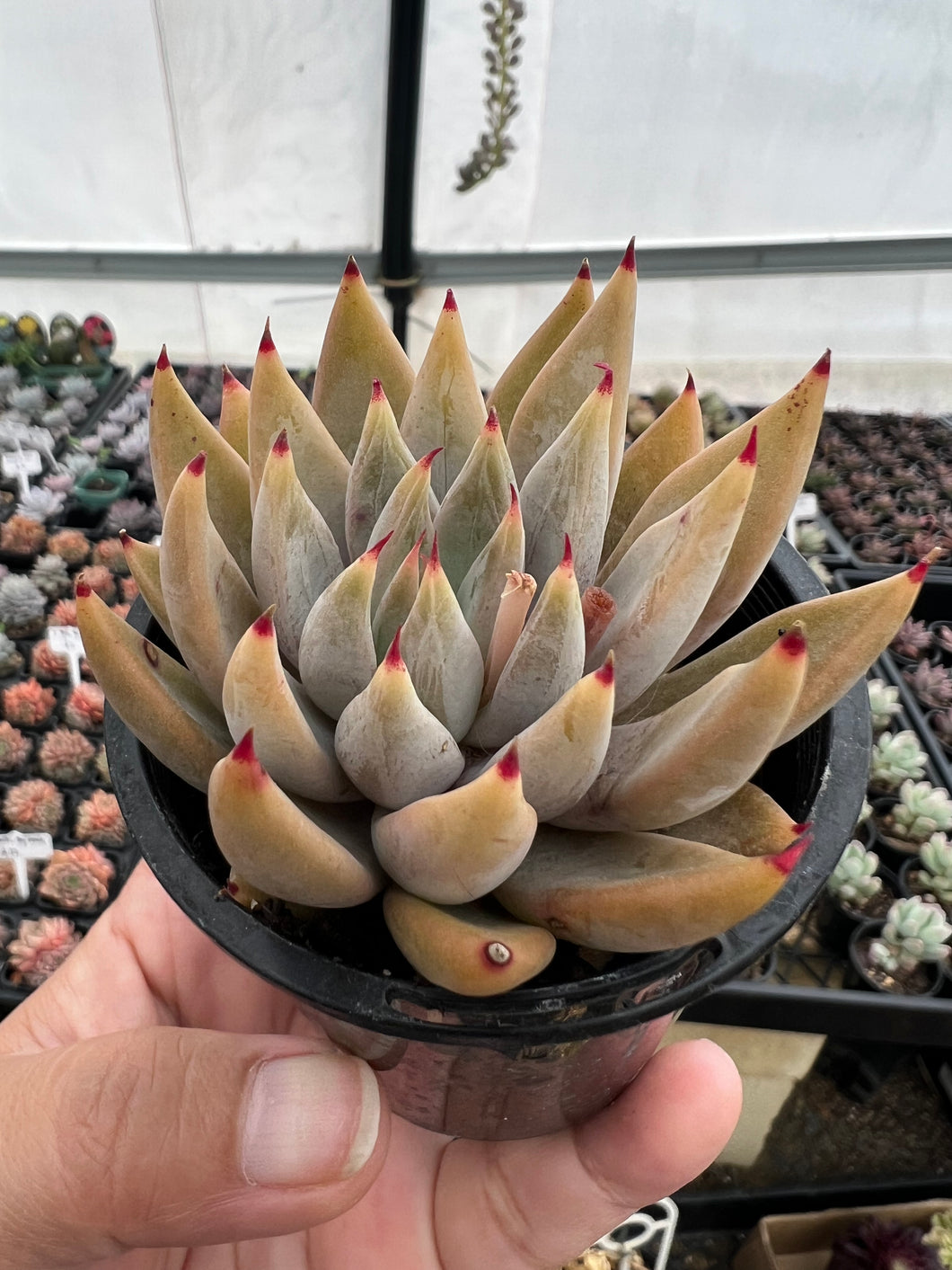 Echeveria hybrid