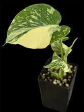 Load image into Gallery viewer, Monstera Thai Constellation High Variegation
