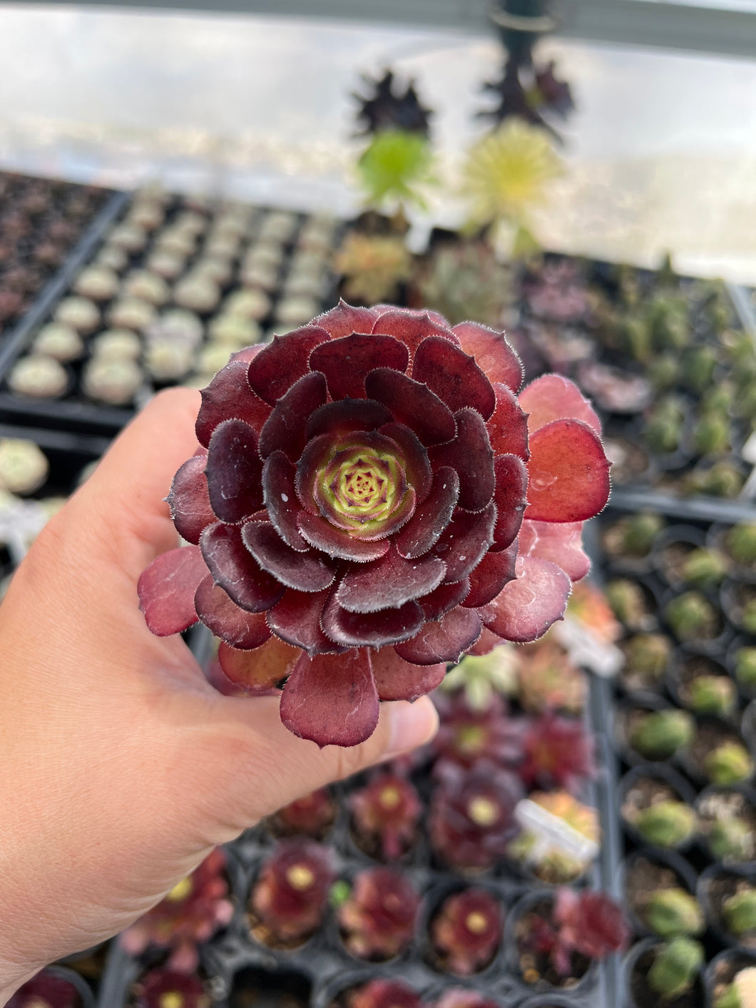 Aeonium Halloween