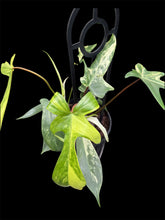 Load image into Gallery viewer, Philodendron pedatum Florida Beauty
