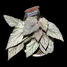 Load image into Gallery viewer, Begonia Rex Mini Silver
