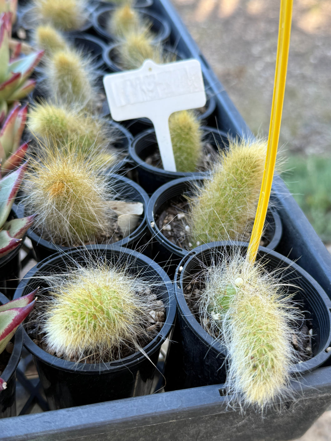 Monkey Tail Cactus