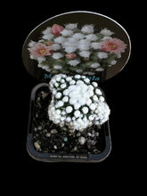 Load image into Gallery viewer, Mammillaria vetula cv Oruga -
