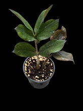 Load image into Gallery viewer, Zamioculcas zamiifolia - Zanzibar Jungle Warrior
