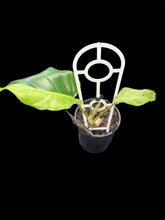 Load image into Gallery viewer, Philodendron Snowdrift
