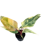Load image into Gallery viewer, Philodendron Strawberry Shake
