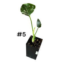 Load image into Gallery viewer, Monstera Bulbasaur
