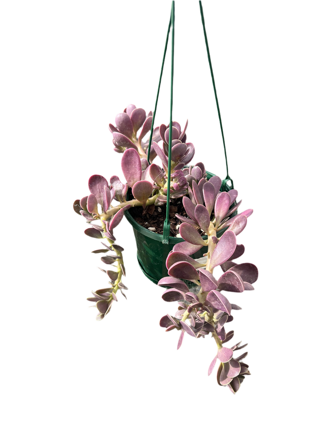 Senecio Trailing Jade