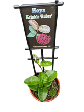 Load image into Gallery viewer, Hoya Krinkle &#39;Rubra&#39; Collection #190
