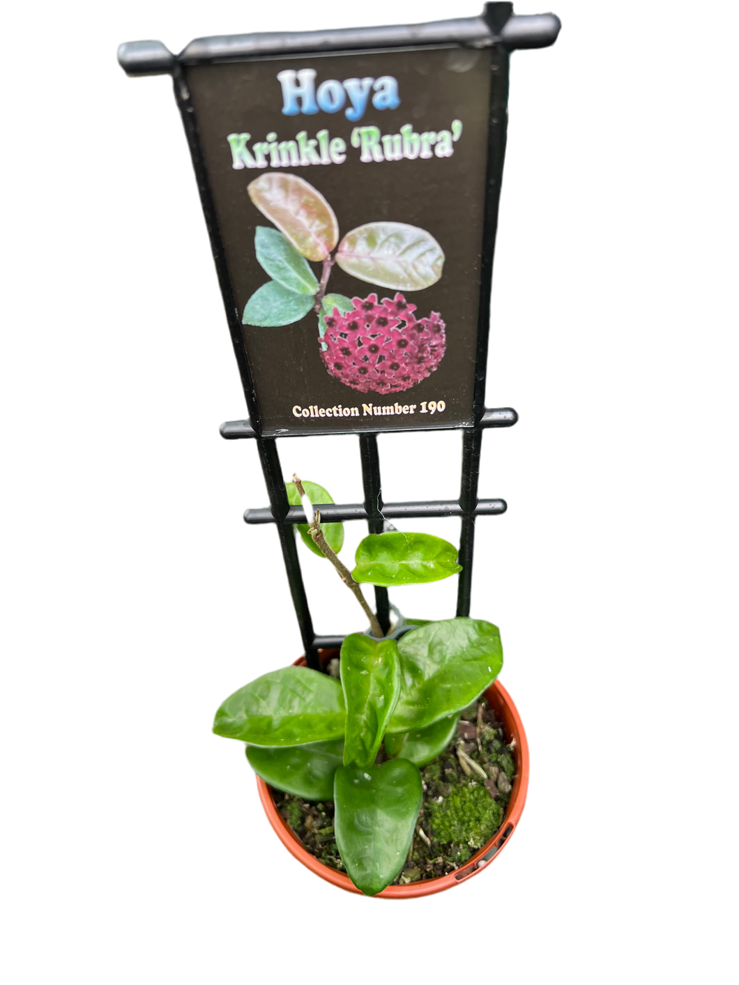 Hoya Krinkle 'Rubra' Collection #190
