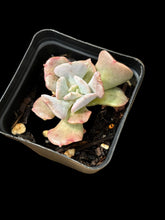 Load image into Gallery viewer, Echeveria Cubic Frost
