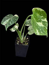Load image into Gallery viewer, Monstera Thai Constellation High Variegation
