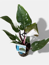 Load image into Gallery viewer, Philodendron Red Anderson
