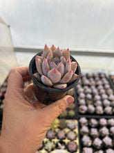 Load image into Gallery viewer, Echeveria colorata
