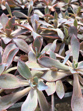 Load image into Gallery viewer, Echeveria Afterglow
