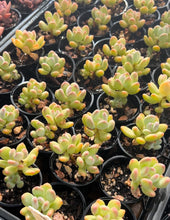 Load image into Gallery viewer, Pachyphytum Pink Tips
