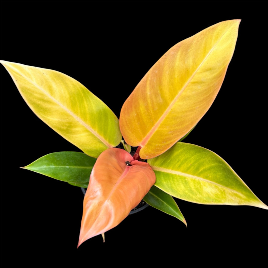 Philodendron erubescens Prince of Orange