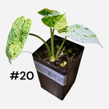 Load image into Gallery viewer, Alocasia baginda Dragon Scale Mint
