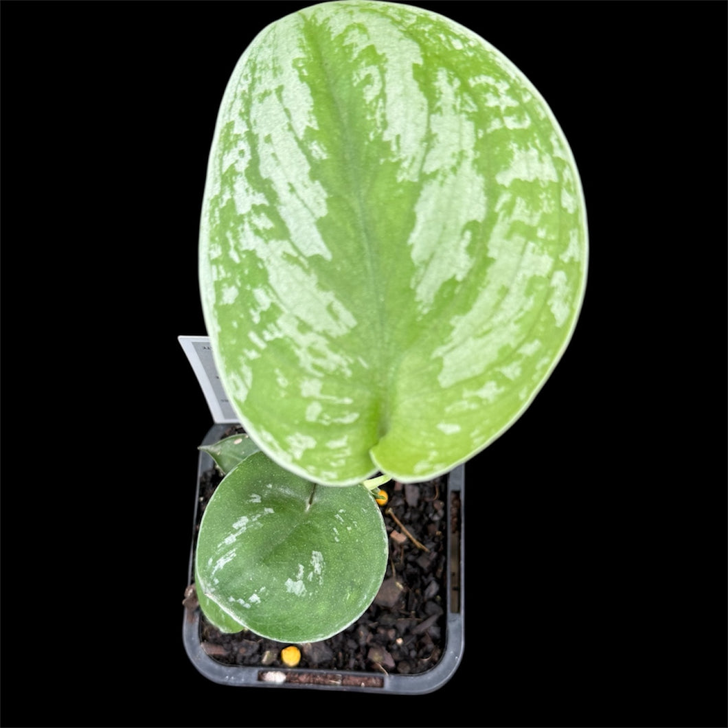 Scindapsus pictus Exotica
