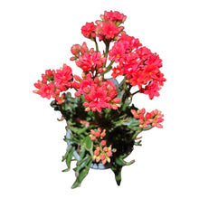 Load image into Gallery viewer, Kalanchoe Tarantula
