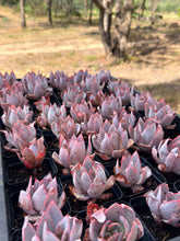 Load image into Gallery viewer, Echeveria Cante
