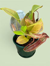 Load image into Gallery viewer, Nepenthes Gentle
