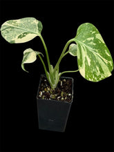 Load image into Gallery viewer, Monstera Thai Constellation High Variegation
