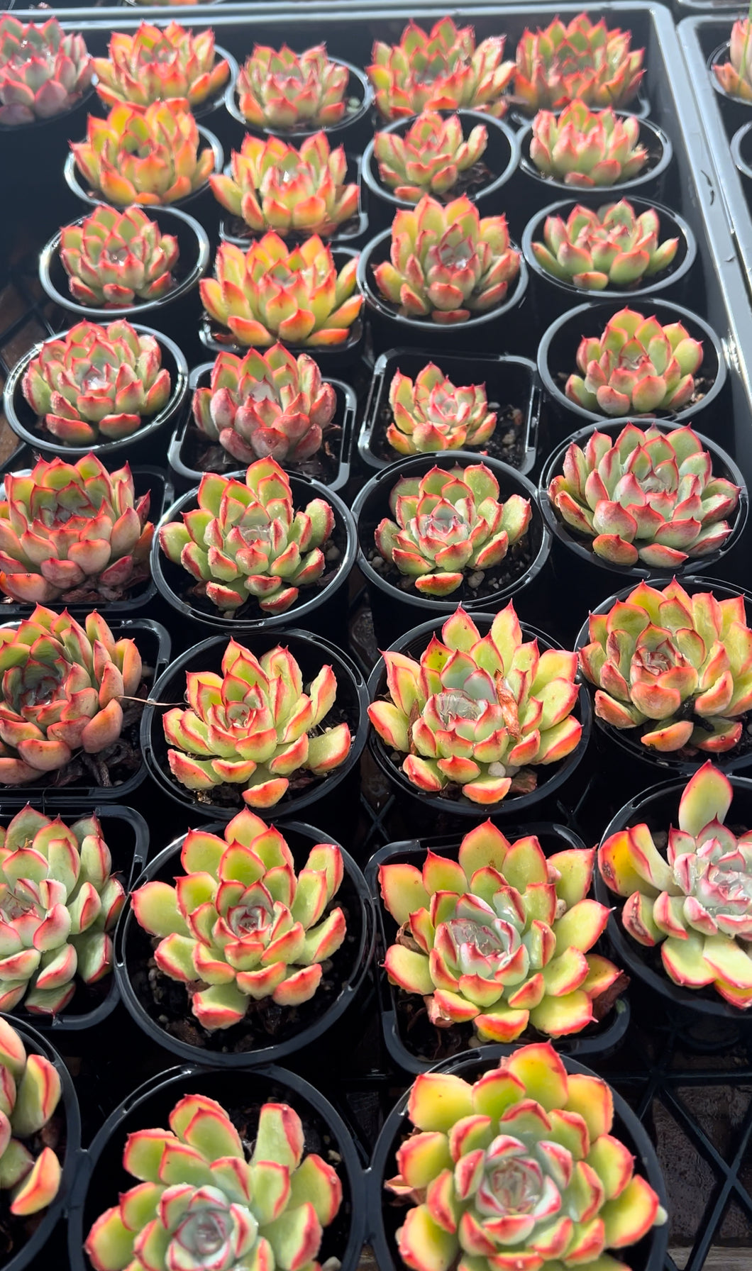 Echeveria Pulelinze