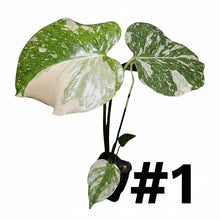 Load image into Gallery viewer, Monstera Thai Constellation
