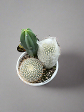 Load image into Gallery viewer, Planter Cacti Triple Planted
