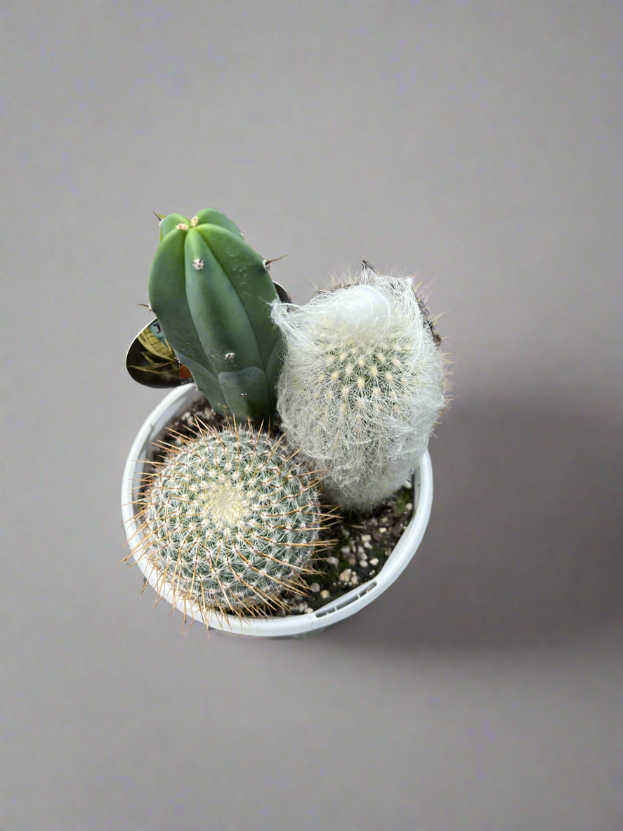 Planter Cacti Triple Planted