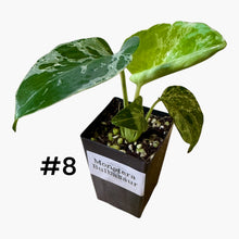 Load image into Gallery viewer, Monstera Bulbasaur
