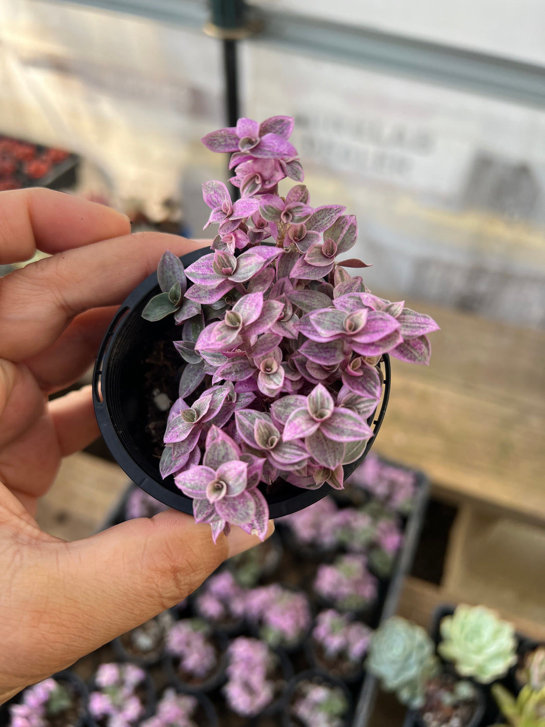 Callisia repens Pink Panther