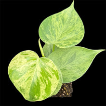 Load image into Gallery viewer, Philodendron hederaceum variegated
