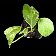 Load image into Gallery viewer, Epipremnum pinnatum Variegated
