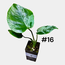 Load image into Gallery viewer, Monstera Bulbasaur

