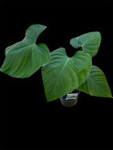 Load image into Gallery viewer, Philodendron Lynamii
