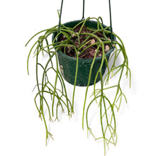 Load image into Gallery viewer, Rhipsalis campos-portoana Mistletoe Cactus
