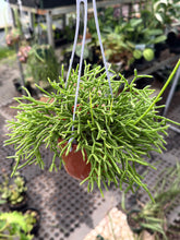Load image into Gallery viewer, Rhipsalis cereuscula
