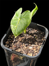 Load image into Gallery viewer, Alocasia Frydek Variegated
