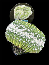 Load image into Gallery viewer, Echinopsis subdenudata Cristata
