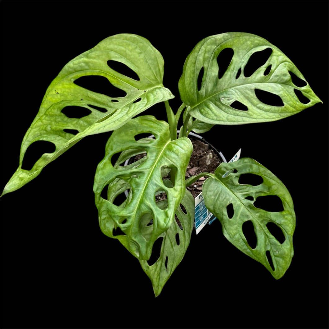 Monstera friedrichsthalii Monkey Mask