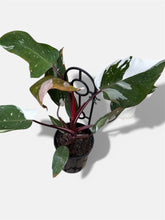 Load image into Gallery viewer, Philodendron Red Anderson
