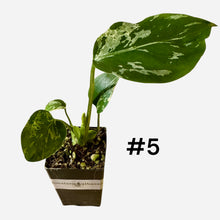Load image into Gallery viewer, Monstera Bulbasaur
