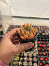 Load image into Gallery viewer, Echeveria sp Hybrid
