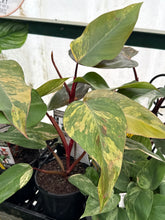 Load image into Gallery viewer, Philodendron Strawberry Shake
